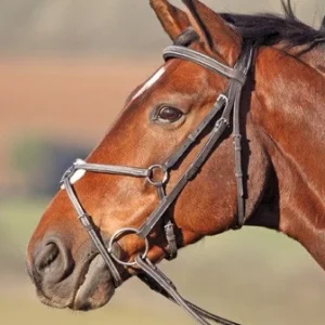 3966_4055e154-cc19-442b-b69c-61565f708c7b.jpgv1695242588 Bridon Avignon croisé Shires